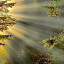 ,,утро в лесу