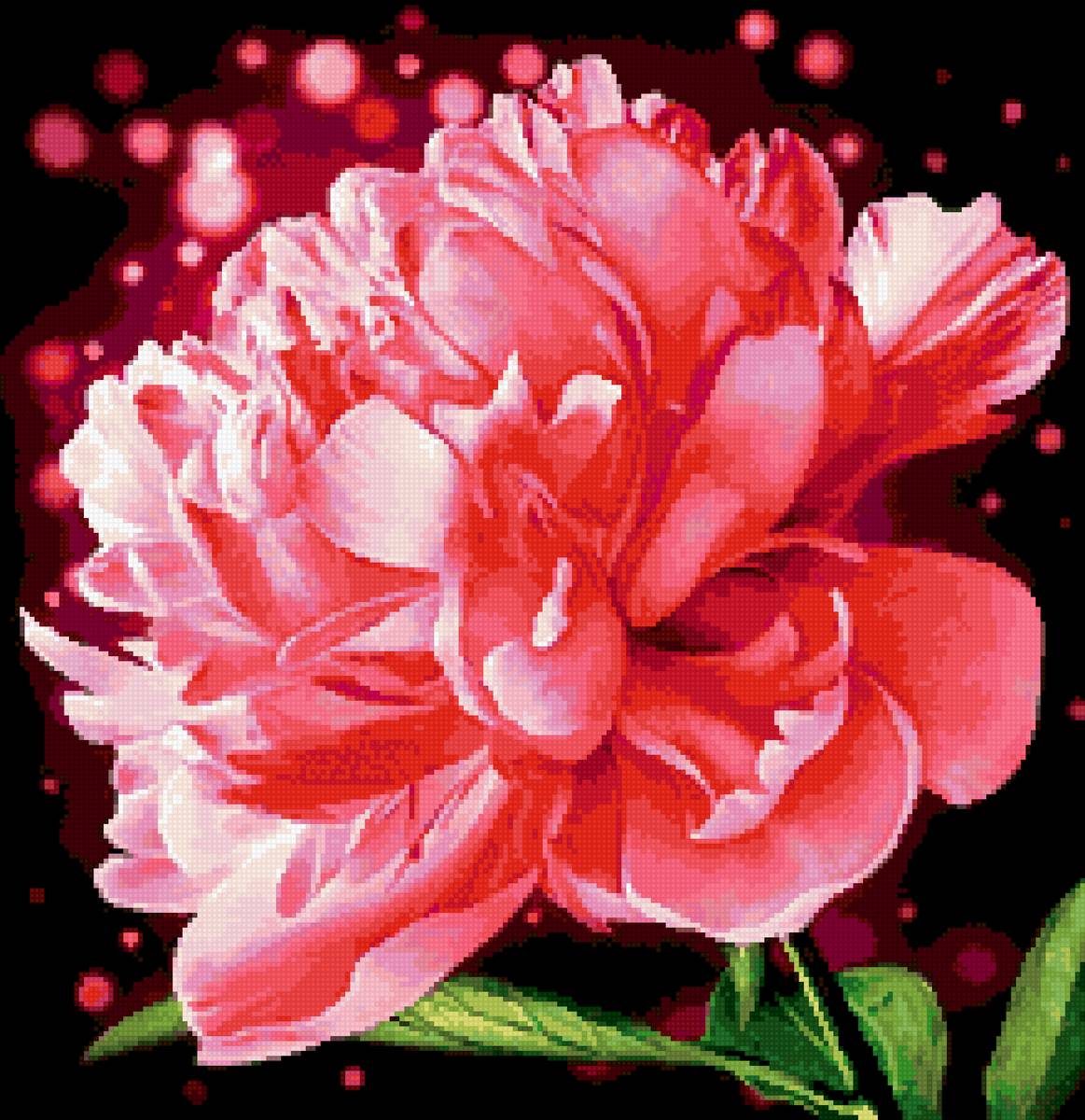 красота пиона - цветы пион - предпросмотр