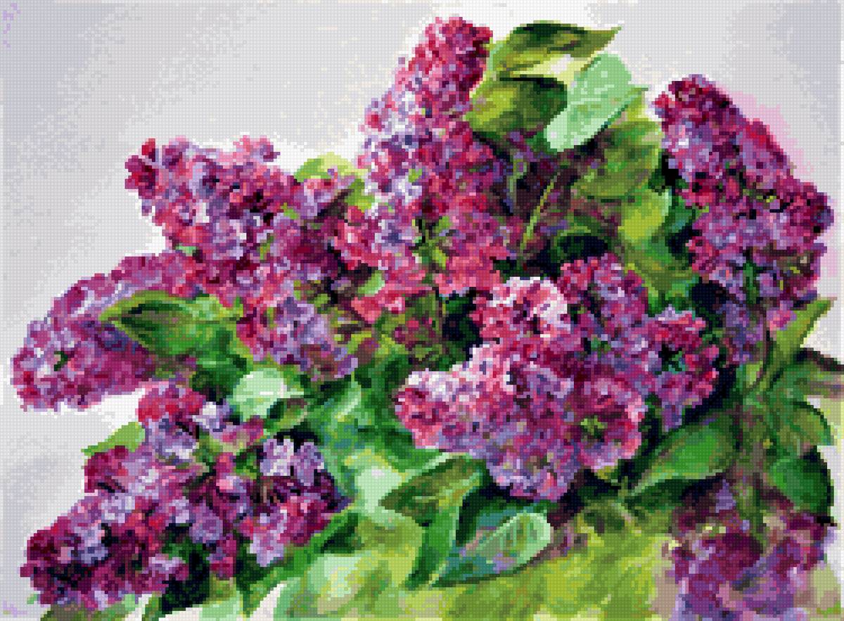 гроздья сирени душистые - цветы - предпросмотр