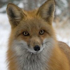 Схема вышивки «№2639315»