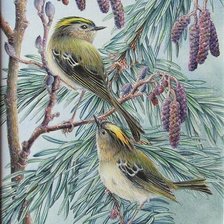 Схема вышивки «Птицы»