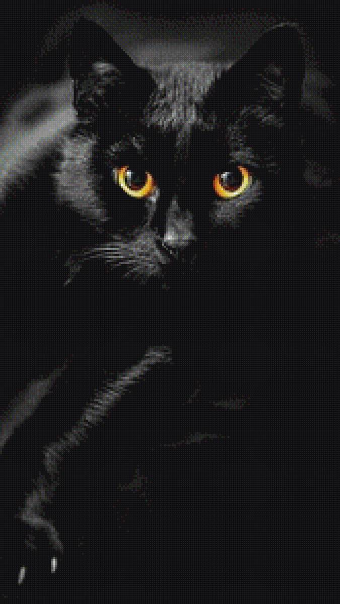 Чёрный кот - животные - предпросмотр