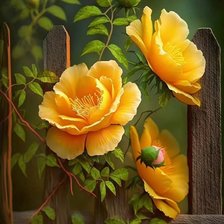 Схема вышивки «Hoa hồng»