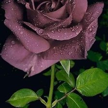 Схема вышивки «№2640974»