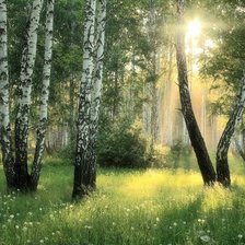 Схема вышивки «Березки»