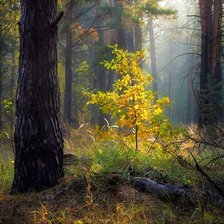 Схема вышивки «№2642047»