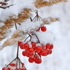 Схема вышивки «№2642099»