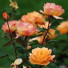 Схема вышивки «цветы»