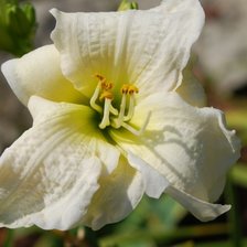 Схема вышивки «№2644966»