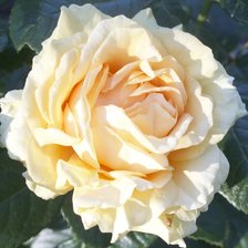 Схема вышивки «Роза»