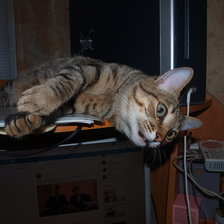 Схема вышивки «Кот Гоша»