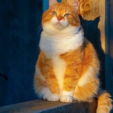 Схема вышивки «Рыжий кот»