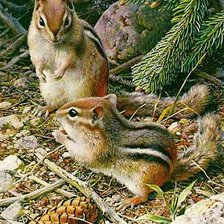 Схема вышивки «Бурундуки»