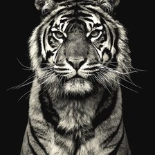 Схема вышивки «Тигр»