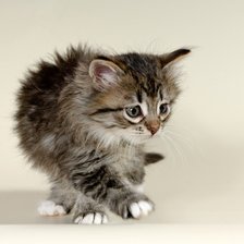 Схема вышивки «№2648281»