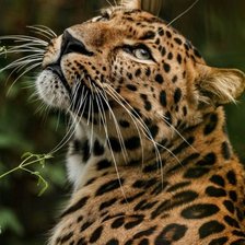 Схема вышивки «Леопард»