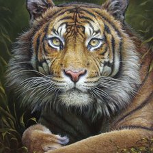 Схема вышивки «Тигр»