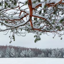 Схема вышивки «Зимняя ветка»