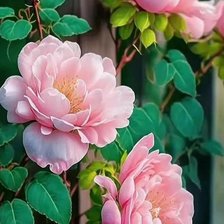 Схема вышивки «Розы»