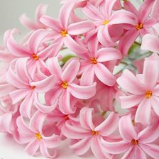 Схема вышивки «подушка гиацинт»