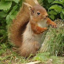 Схема вышивки «белка»