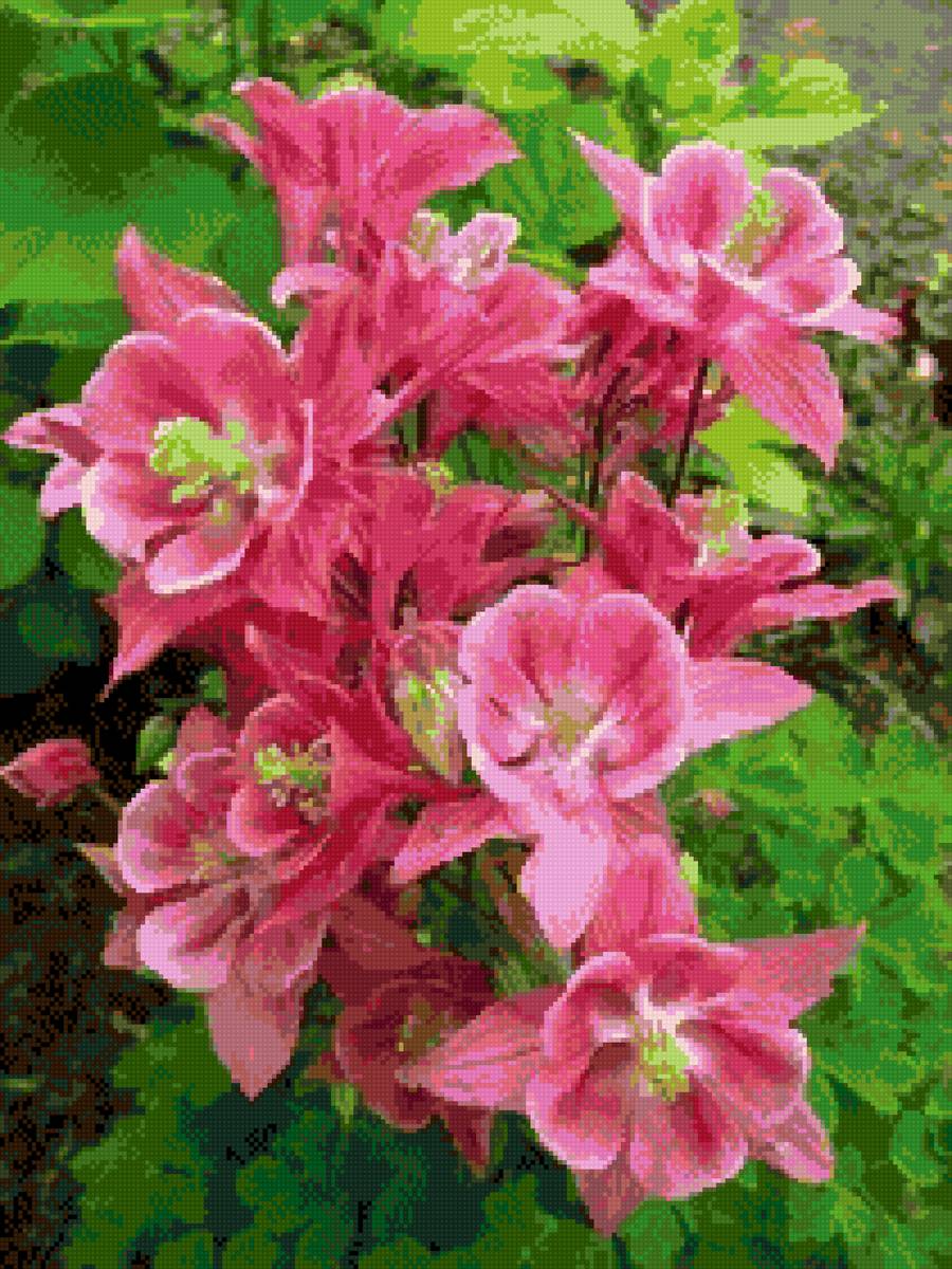 Магнолии - цветы - предпросмотр