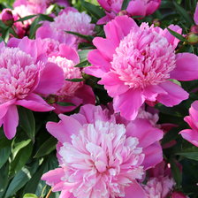 Схема вышивки «пионы»