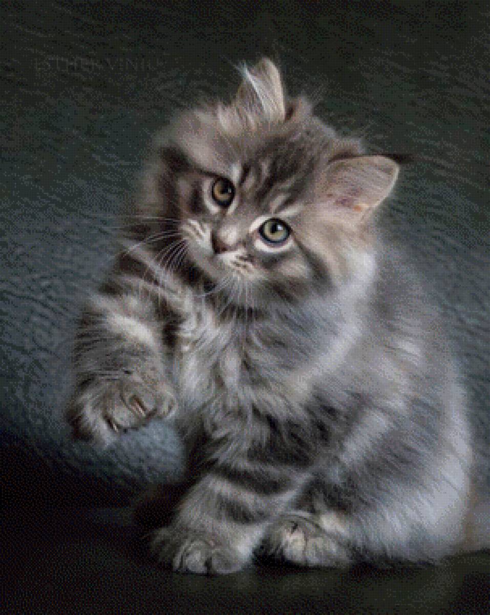 ,Пушок,, - котик - предпросмотр