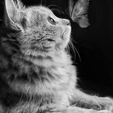 Схема вышивки «Кот с бабочкой»