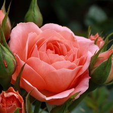 Схема вышивки «роза»