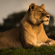 Схема вышивки «Гордый»
