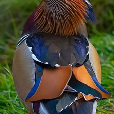 Схема вышивки «Птица»