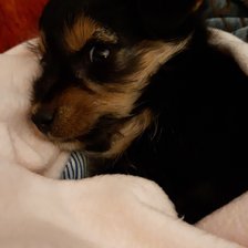 Схема вышивки «maggie»