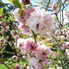 Схема вышивки «цветет персик»