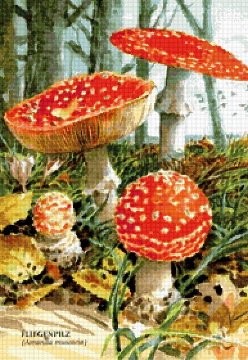 мухоморы - предпросмотр