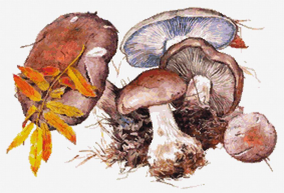 грибы рядовка - предпросмотр