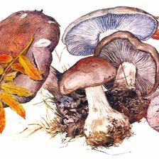 Схема вышивки «грибы рядовка»