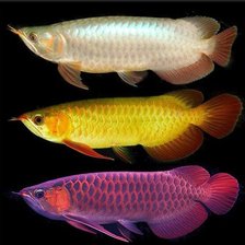 Схема вышивки «Арована»