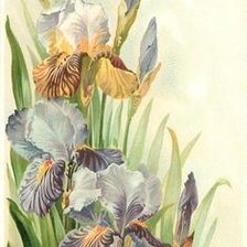 Схема вышивки «Цветы»