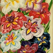 Схема вышивки «Цветы»