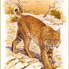 Схема вышивки «Рыжая рысь»