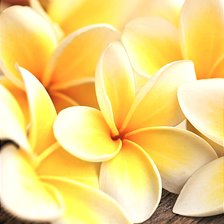 Схема вышивки «Цветы»