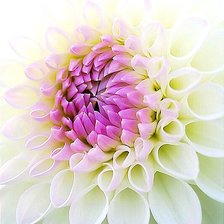 Схема вышивки «Георгин»