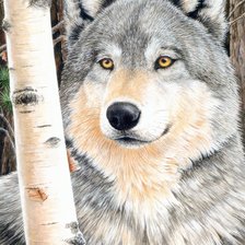 Схема вышивки «волк»