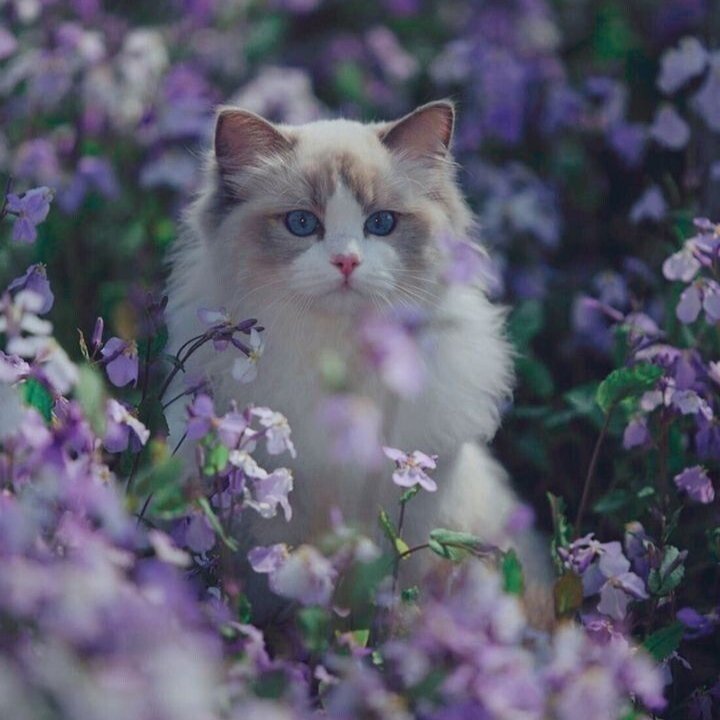 Коты - цветы, кошка, коты - оригинал