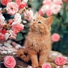 Схема вышивки «Коты»