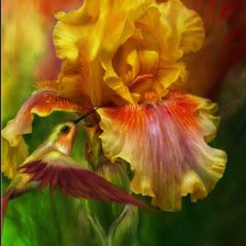 Схема вышивки «Ирис и колибри»