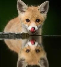 Схема вышивки «Отражение»