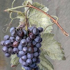 Схема вышивки «№2659494»