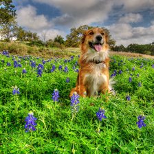 Схема вышивки «№2659511»